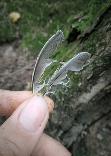 Plume de Mésange boréale