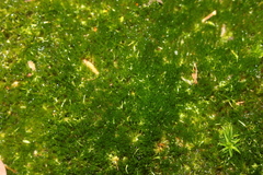 Campylopus flexuosus