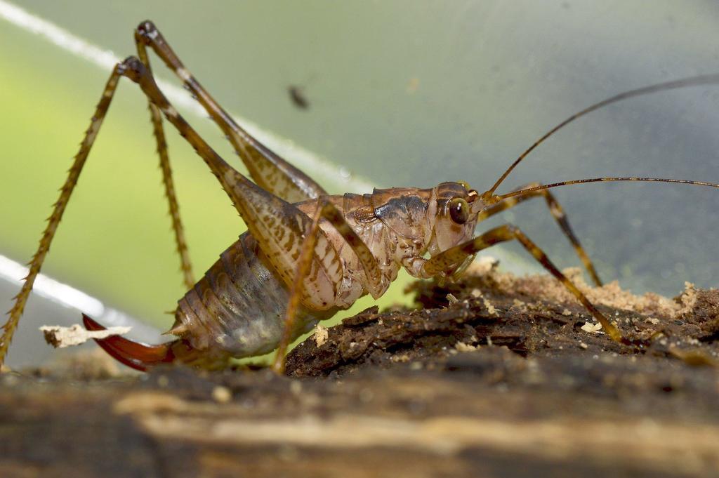 Knysna Forest Ground Katydid