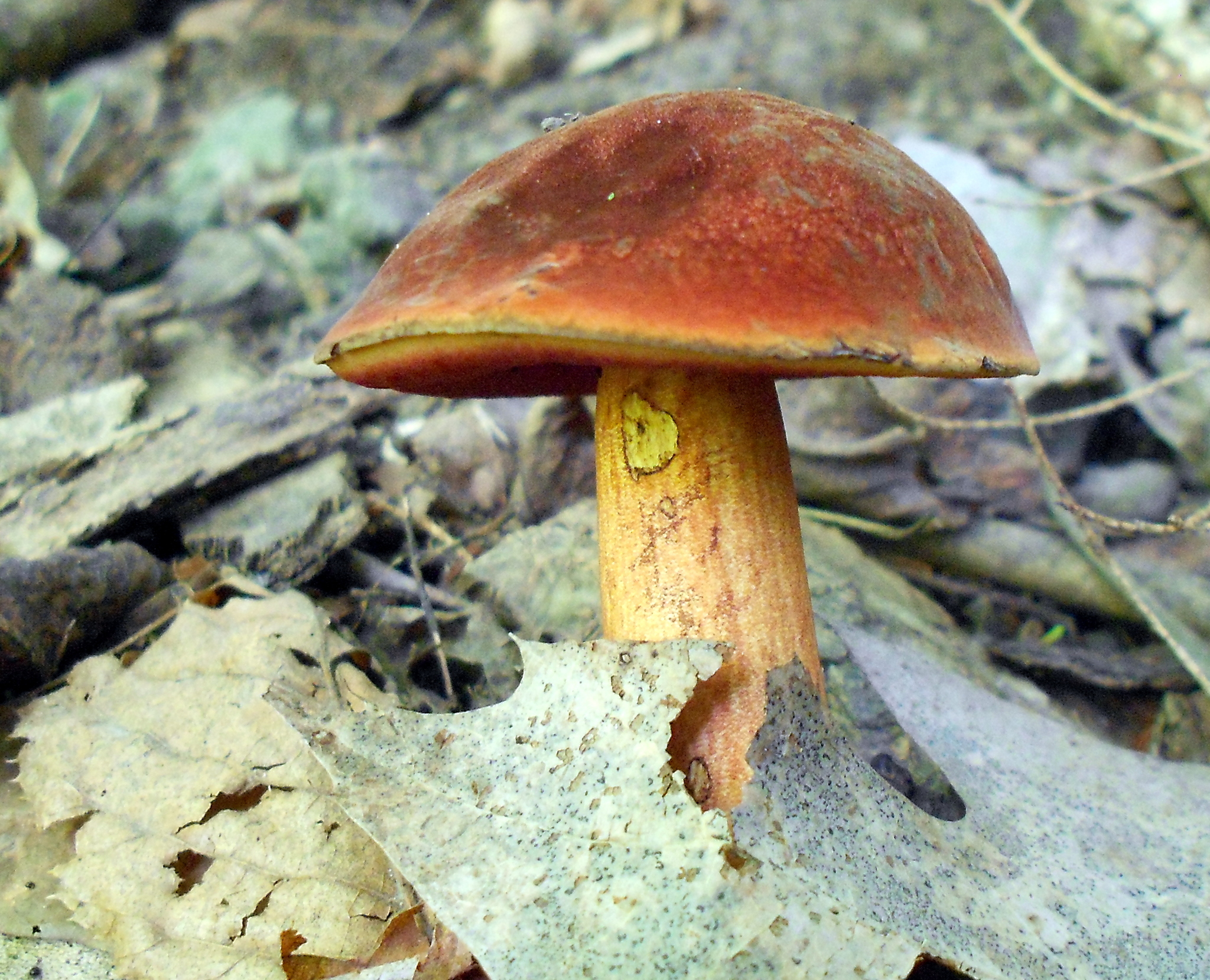 Red-mouth Bolete (Boletus subvelutipes) · iNaturalist