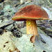 Red-mouth Bolete - Photo (c) Leanne Wallis, some rights reserved (CC BY-NC), uploaded by Leanne Wallis