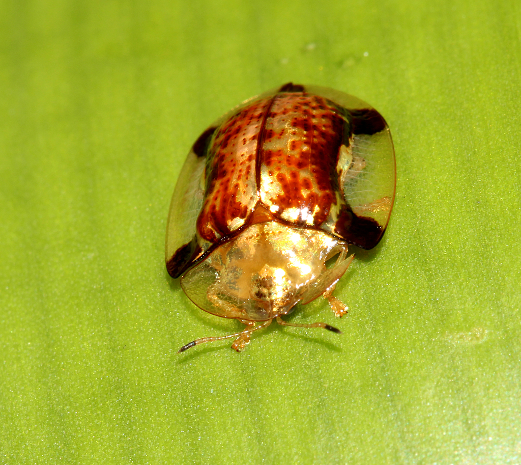 Aspidomorpha quinquefasciata