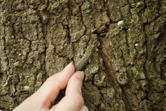 Lygodactylus keniensis