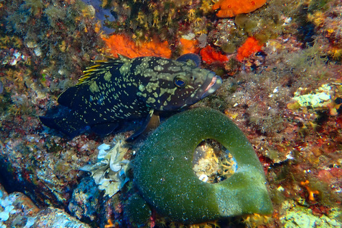 Epinephelus marginatus