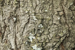 Lygodactylus keniensis