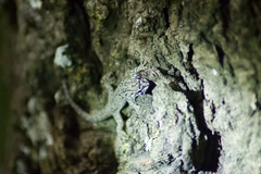 Lygodactylus keniensis