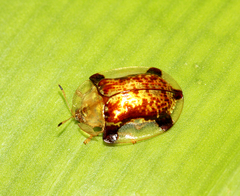 Aspidimorpha quinquefasciata