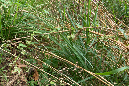 Fallopia convolvulus iNat (1)