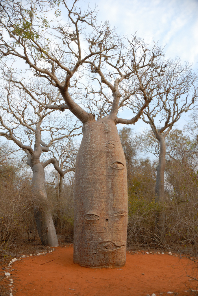 fony baobab