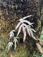 Drynarioideae