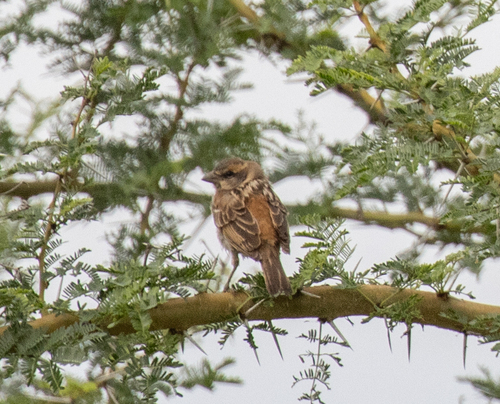 Shelley's Sparrow (Passer shelleyi)