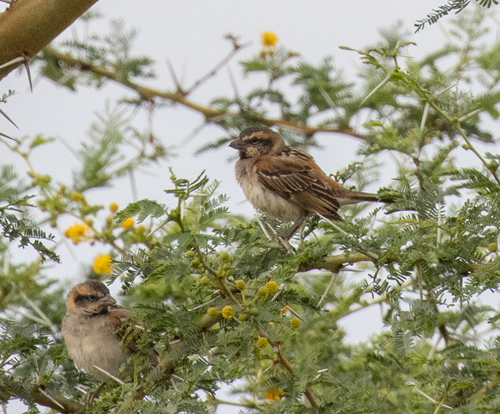 Shelley's Sparrow (Passer shelleyi), photo 6