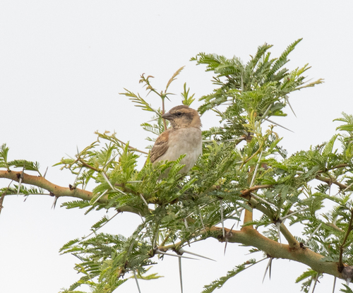 Shelley's Sparrow (Passer shelleyi), photo 8