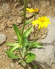 Senecio doronicum