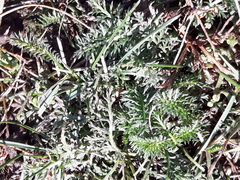 Achillea millefolium