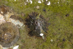 Siphonaria laciniosa