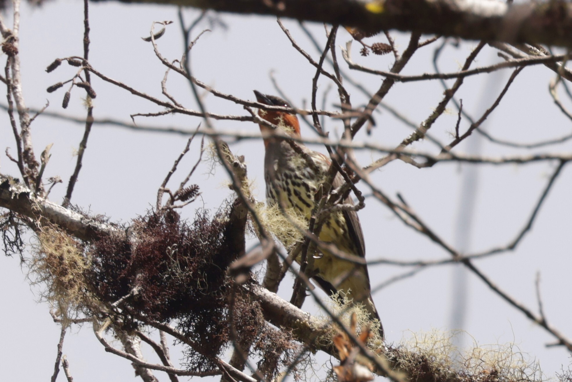 Chestnut-crested Cotinga (Ampelion rufaxilla), photo 6