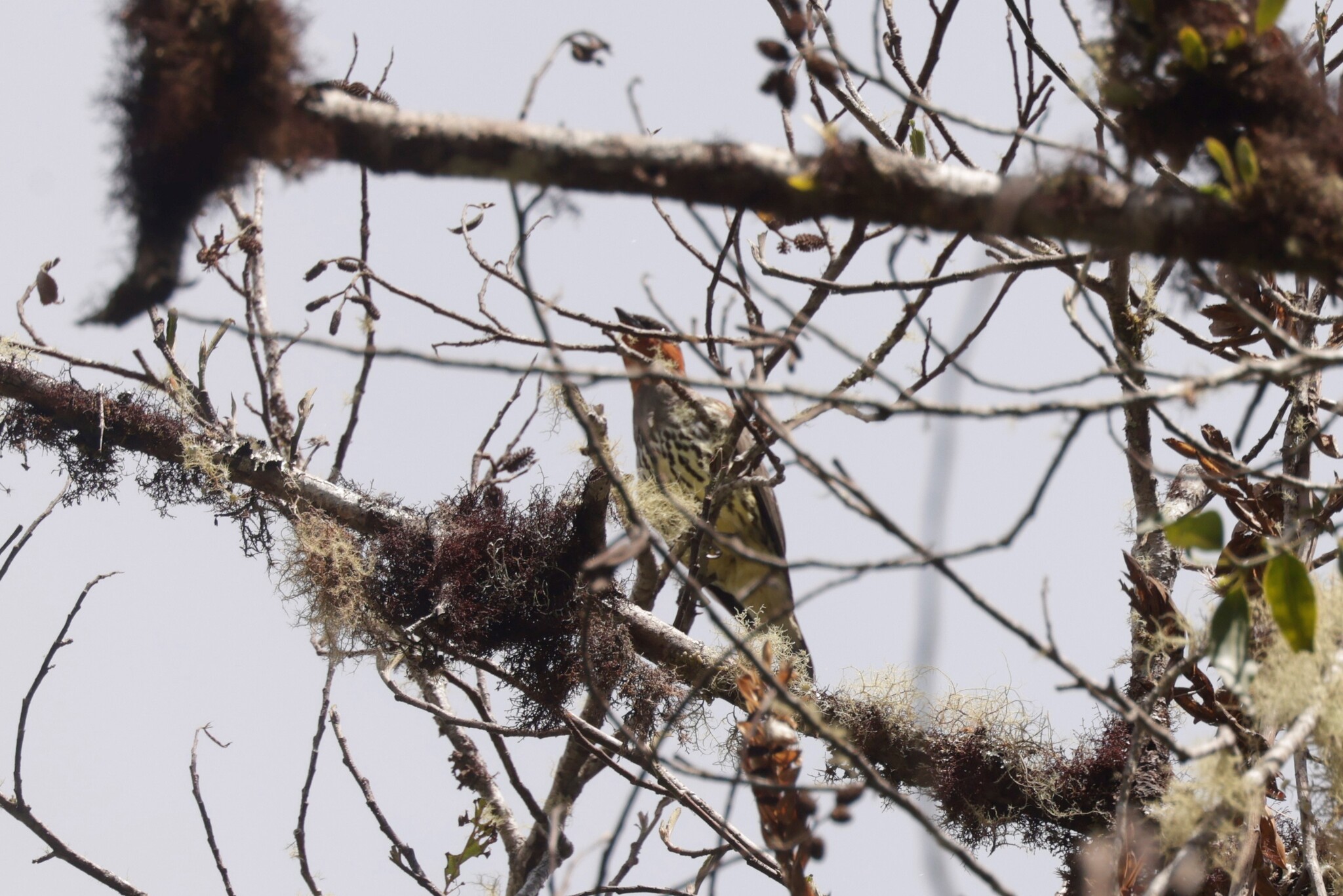 Chestnut-crested Cotinga (Ampelion rufaxilla), photo 5