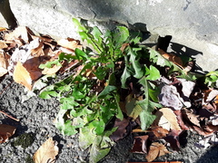 Taraxacum officinale