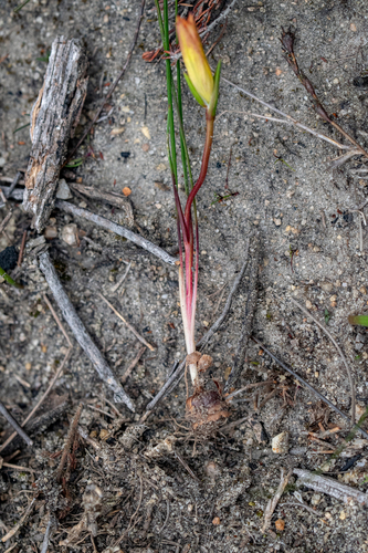 Shaggy Froetang (Romulea hirsuta)