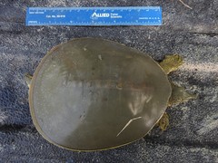 Apalone spinifera