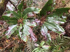 Daphniphyllum himalaense