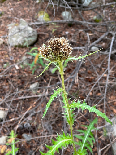 Gray Thistle (Cirsium griseum)