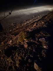 Pyxicephalus adspersus