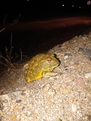 Pyxicephalus adspersus