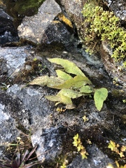 Meconopsis horridula