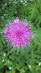 Cirsium alsophilum