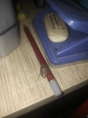 Halyomorpha halys