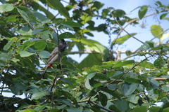 Pycnonotus cafer bengalensis