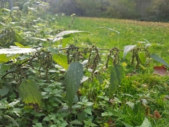 Urtica dioica