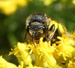 Spine-shouldered Cellophane Bee