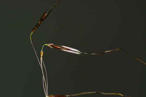Chrysopogon castaneus