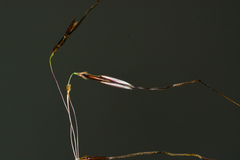 Chrysopogon castaneus