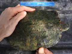 Trachemys scripta elegans