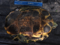 Trachemys scripta elegans