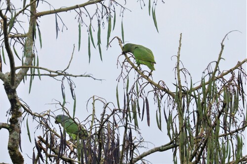 Scaly-naped Amazon (Amazona mercenarius), photo 6