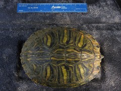 Trachemys scripta