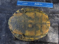 Trachemys scripta