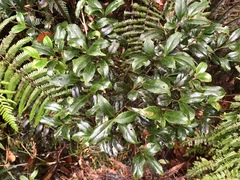 Symplocos macrostroma