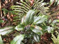 Symplocos macrostroma