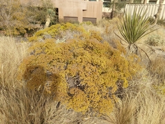 Eriogonum corymbosum nilesii