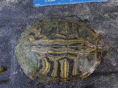 Trachemys scripta