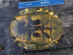 Trachemys scripta
