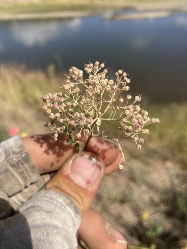 hairy white-top (Lepidium appelianum)