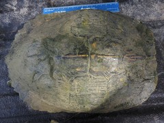 Trachemys scripta