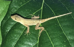 Anolis wilsoni